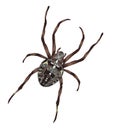 Big spider with cross-shaped drawing on a back. Royalty Free Stock Photo