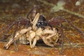 Big spider feeding on katydid. macro shot, selangor , malaysia.