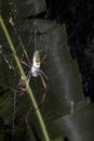 Big spider genus Nephila, on the network Madagascar