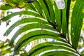 Big spider hanging on a web in a tropical forest Royalty Free Stock Photo