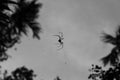 Big spider hanging on a web in a tropical forest Royalty Free Stock Photo