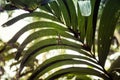 Big spider hanging on a web in a tropical forest Royalty Free Stock Photo