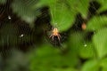 Big spider on hunt for insects