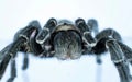 The big spider Royalty Free Stock Photo