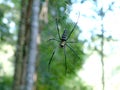 Big spider nephila web jungle