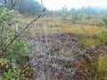 Spider net in swamp, Lithuania