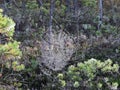 Spider net in swamp, Lithuania