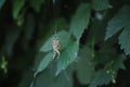 The big spider settled in a dense thicket