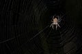 A big spider sits on his spider web Royalty Free Stock Photo