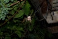 Big spider sits on its web macro close up