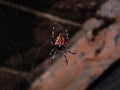 Big spider and spider web Royalty Free Stock Photo