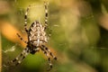 Big spider and spiderweb Royalty Free Stock Photo