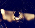 A big spider on a spiderweb in the light of the setting sun. Royalty Free Stock Photo