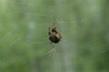 Big spider spins a web. Spider close-up, macro. Araneus diadematus