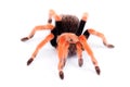 Big spider Tarantula