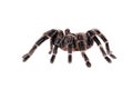 Big spider Tarantula