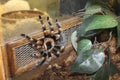 Big spider tarantula albopilosum in all its glory Royalty Free Stock Photo