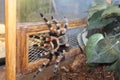 Big spider tarantula albopilosum in all its glory