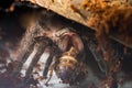 Big spider tarantula Brachypelma Albopilosum eats cockroach.