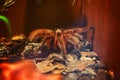 Big spider tarantula closeup Royalty Free Stock Photo