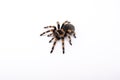 Big Spider tarantula crawling. Closeup big scary spider brachypelma smithi. Crawling spider macro. Royalty Free Stock Photo