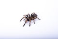 Big Spider tarantula crawling. Halloween concept. Closeup big scary spider brachypelma smithi Royalty Free Stock Photo