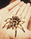 Big spider tarantula on male hand Royalty Free Stock Photo