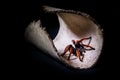 big spider tarantula orange Pamphobeteus spec. platyomma