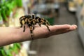 Big spider tarantula sits crawling on the man`s arm Royalty Free Stock Photo