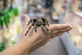 Big spider tarantula sits crawling on the man`s arm Royalty Free Stock Photo