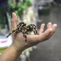 Big spider tarantula sits crawling on the man`s arm Royalty Free Stock Photo