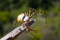 Big spider on the web Royalty Free Stock Photo
