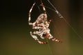 A big spider web in the forest. Royalty Free Stock Photo