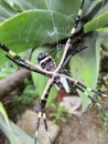 Big spider in a web. In a garden, Royalty Free Stock Photo