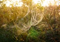 Big spider web in the grass. Beautiful morning on the autumn field. Sunshine. Nature inspiration, travel and wanderlust concept.