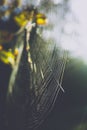 Big spider web on a tree Royalty Free Stock Photo