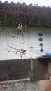 big spider yellow color spider molts in cobwebs