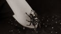 Big spider on young girl& x27;s hand. Crop unrecognizable person with tarantula on black background. Black and white. Royalty Free Stock Photo