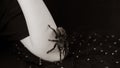 Big spider on young girl& x27;s hand. Crop unrecognizable person with tarantula on black background. Black and white. Royalty Free Stock Photo