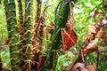 Big spiky plant in rainforest