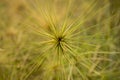 Big Spinifex beach rolling grass