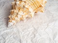 Big spiral striped seashell on white. summer holiday concept Royalty Free Stock Photo