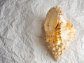 Big spiral striped seashell on white. summer holiday concept Royalty Free Stock Photo