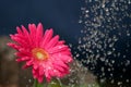 Big Splash on Pink Gerber Daisy