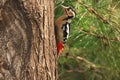 The big spot woodpecker