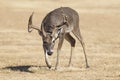 Big Spread Whitetail Buck in Rut