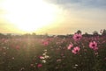 Big Spring Fields Concept. Meadow with Blooming Pink and White Cosmos Flowers in Spring Season at The Corner with Copyspace