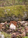 Big spring Morchella mushroom with a brown hat standing on the background of dried leaves Royalty Free Stock Photo