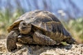 Big spur thighed turtle Testudo graeca standing in the sun on a green background Royalty Free Stock Photo