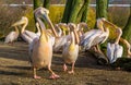 Big squadron of rosy pelicans together, big group of birds, pelican family portrait Royalty Free Stock Photo